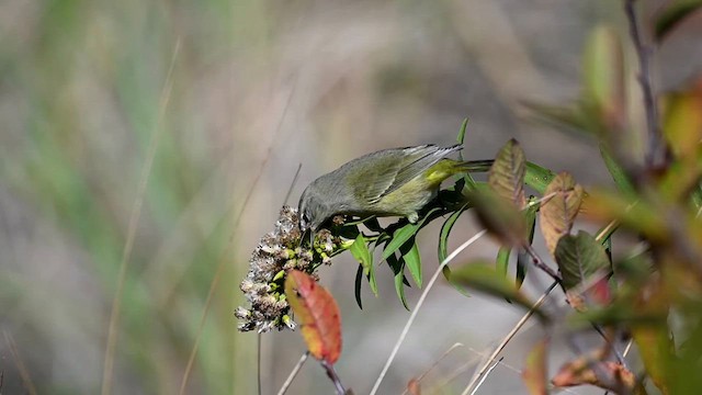 サメズアカアメリカムシクイ（celata／orestera） - ML626744926