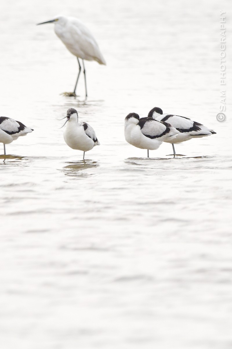Pied Avocet - ML626745012