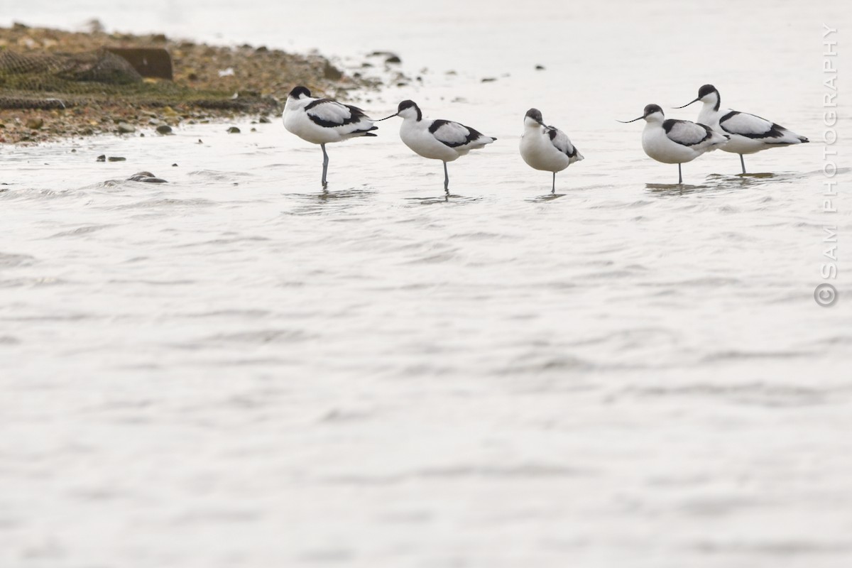 Pied Avocet - ML626745014