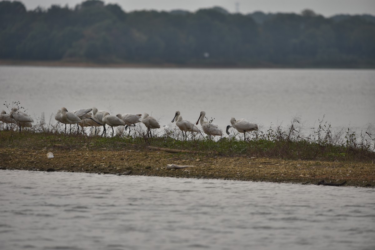 Eurasian Spoonbill - ML626745025