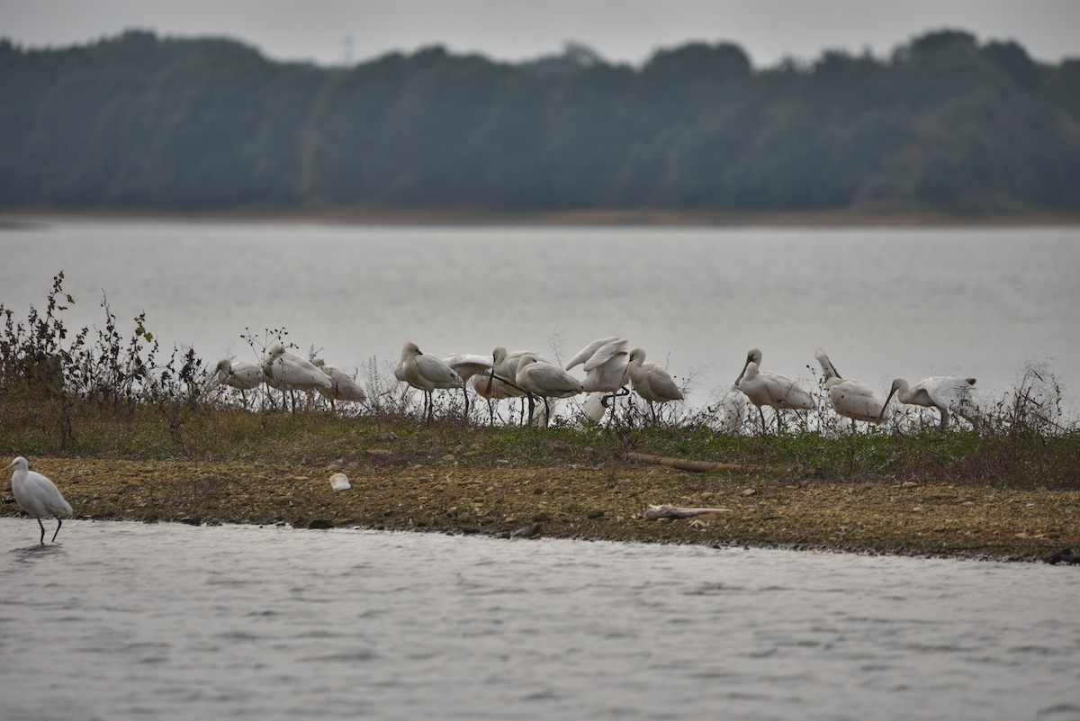 Eurasian Spoonbill - ML626745026