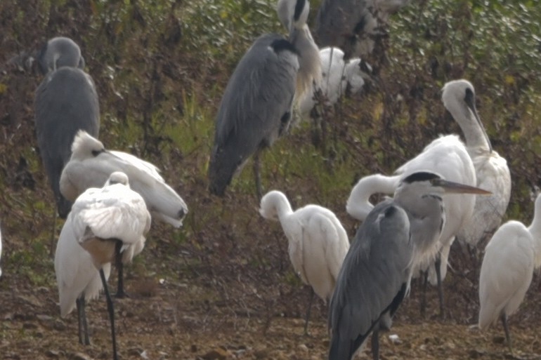 Black-faced Spoonbill - ML626745029