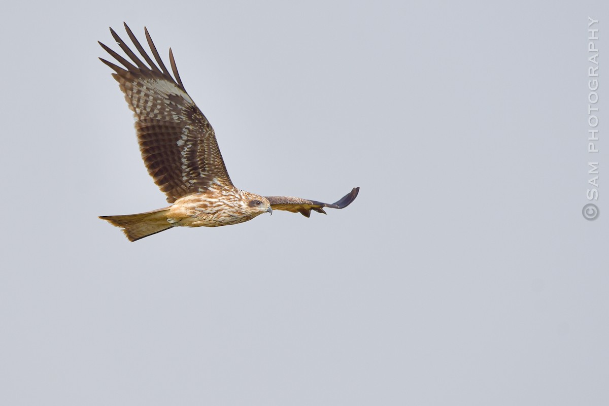 Black Kite - ML626745037