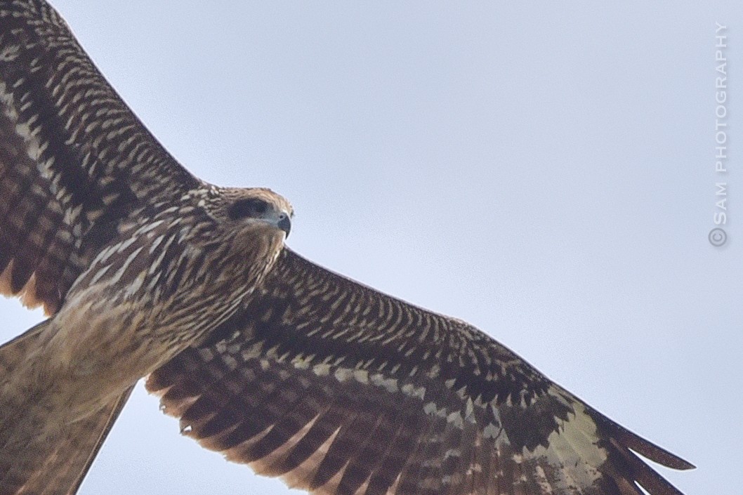 Black Kite - ML626745039