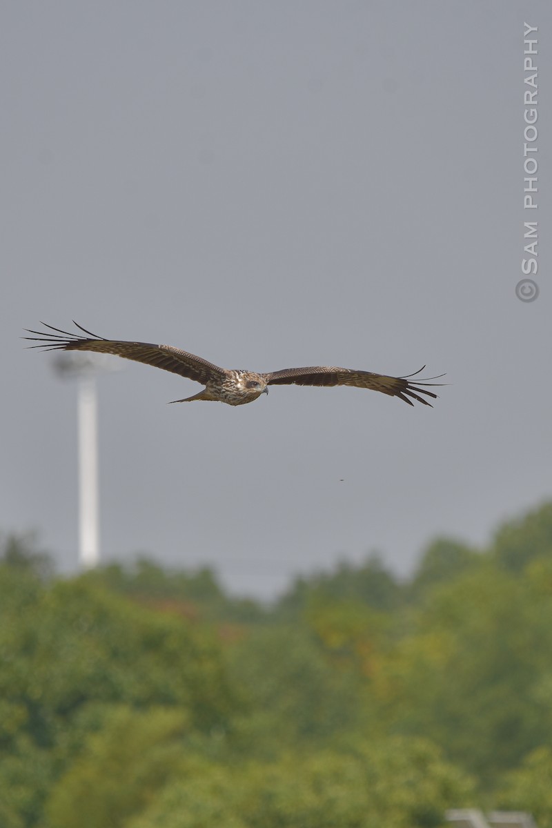 Black Kite - ML626745040