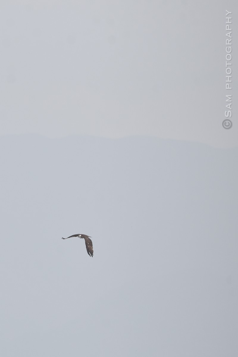 Osprey - ML626745046
