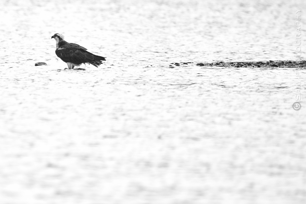 Osprey - ML626745047