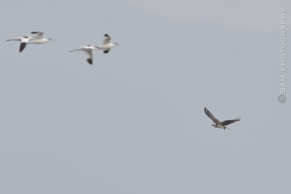 Osprey - ML626745048