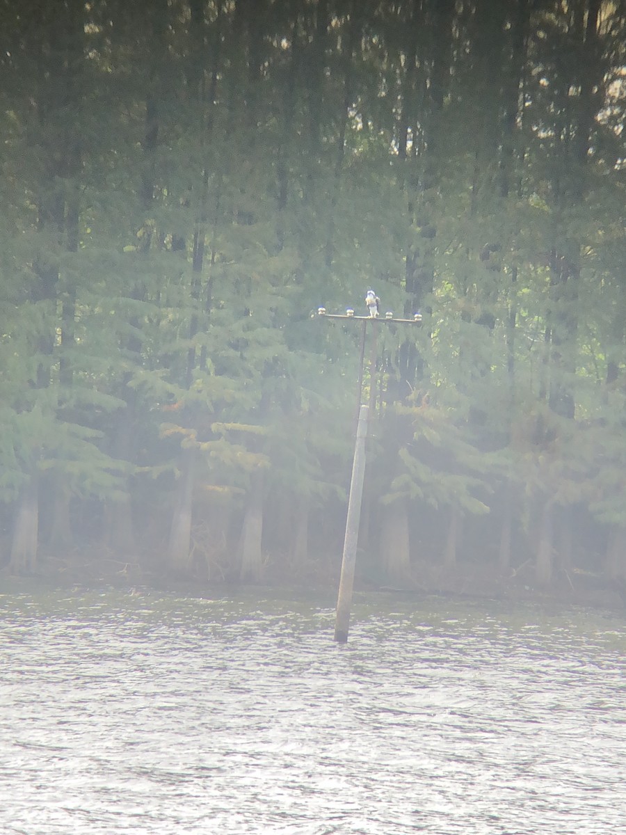 Osprey - ML626745050