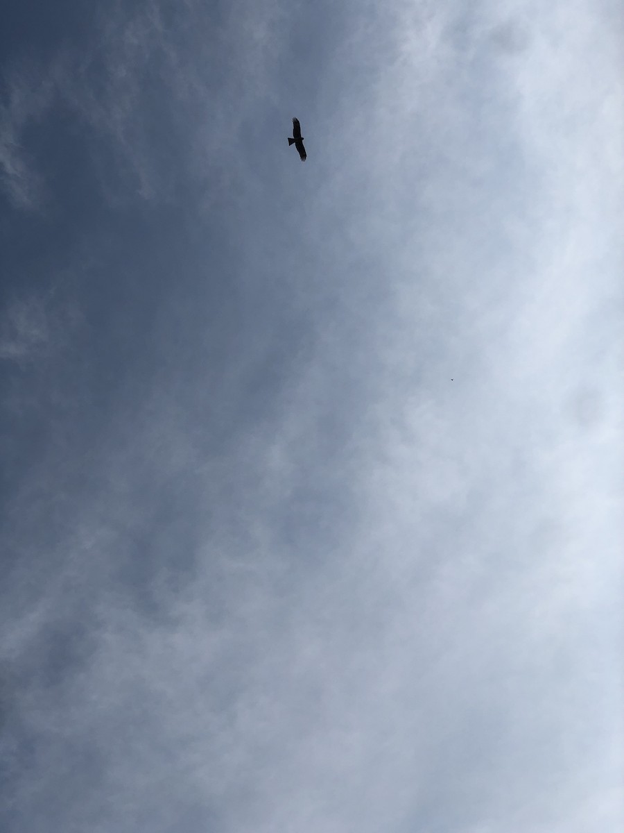 Black Kite - ML626745054