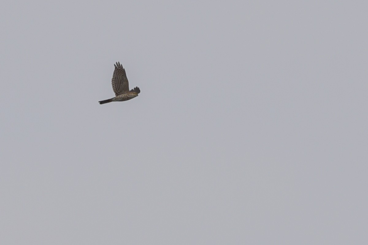 Japanese Sparrowhawk - ML626745057