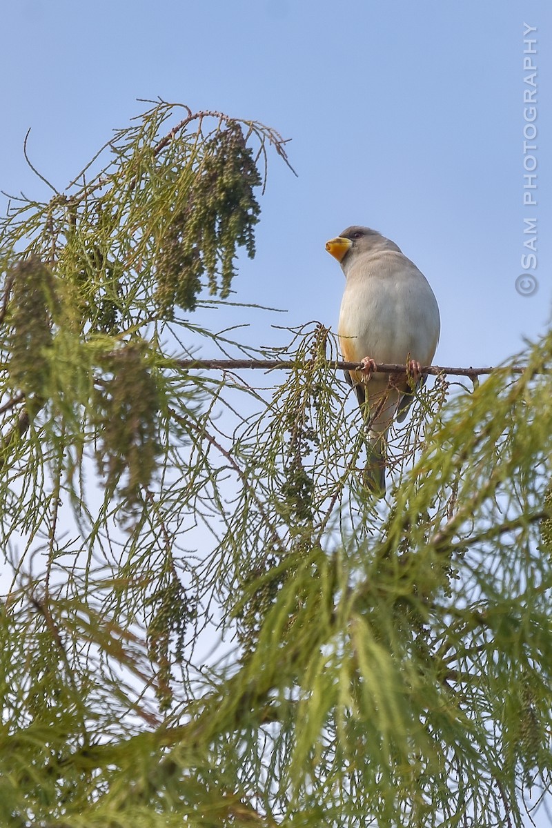 Yellow-billed Grosbeak - ML626745063