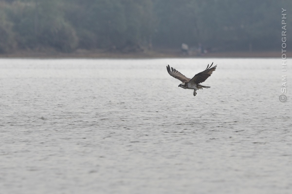 Osprey - ML626745082