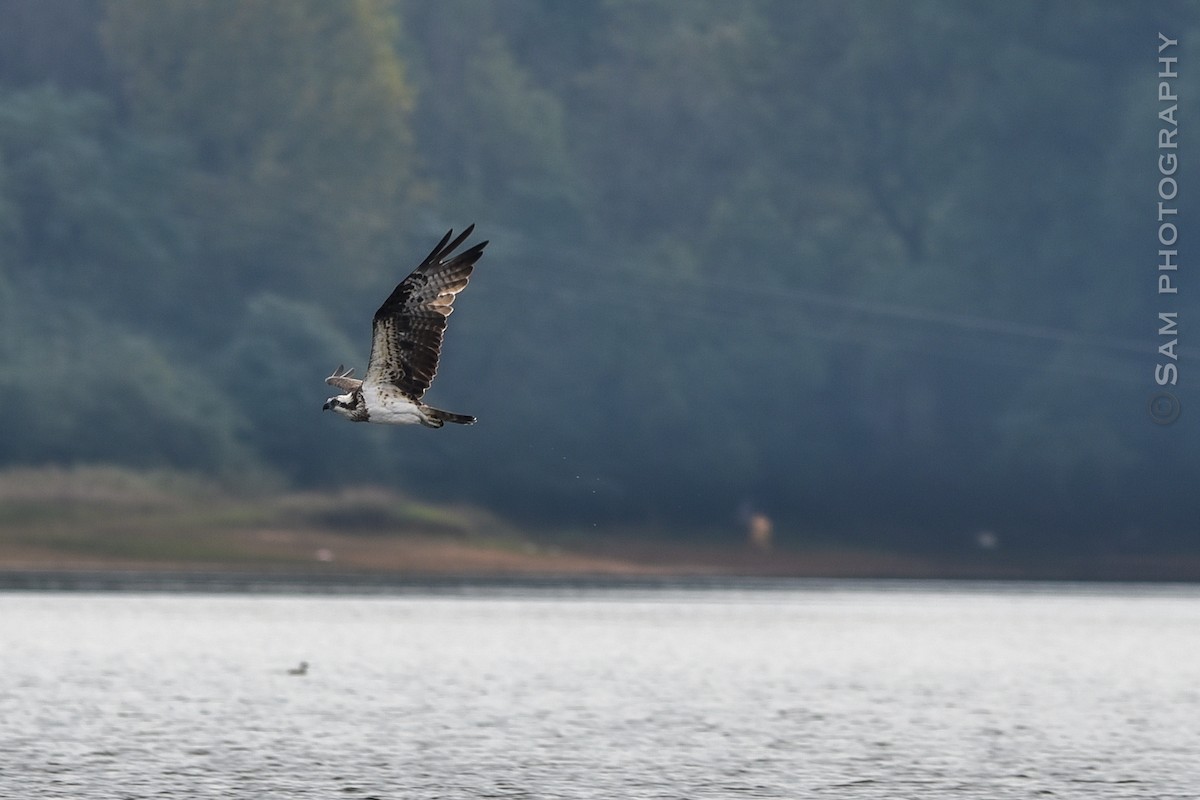 Osprey - ML626745083