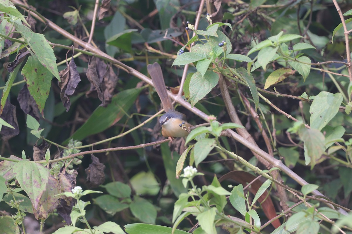Ashy Prinia - ML626745120