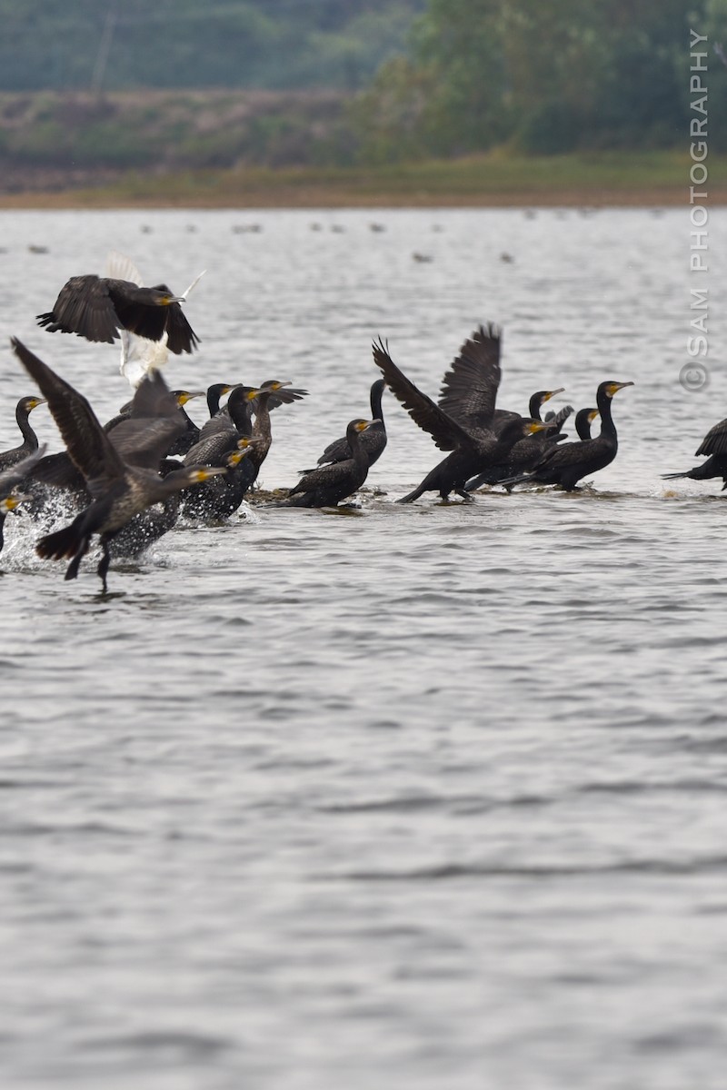 Great Cormorant - ML626745121
