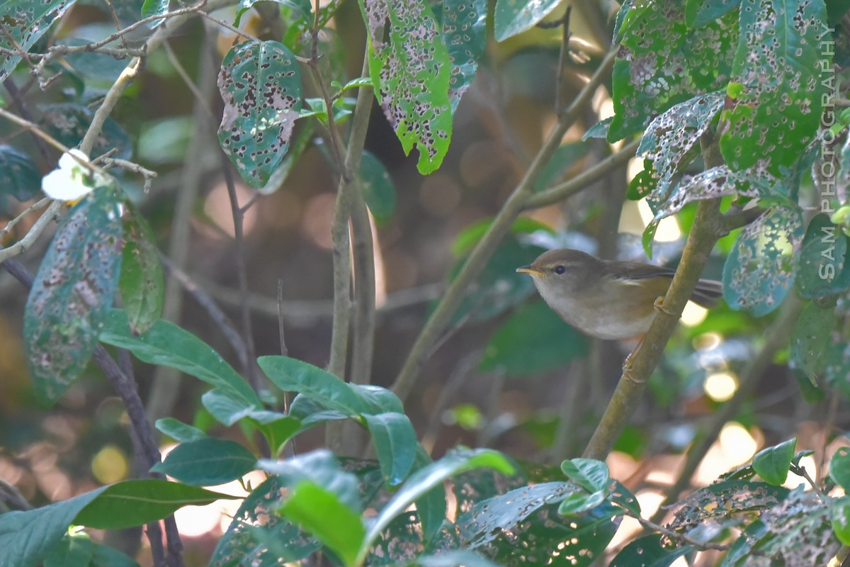 Brownish-flanked Bush Warbler - ML626745127