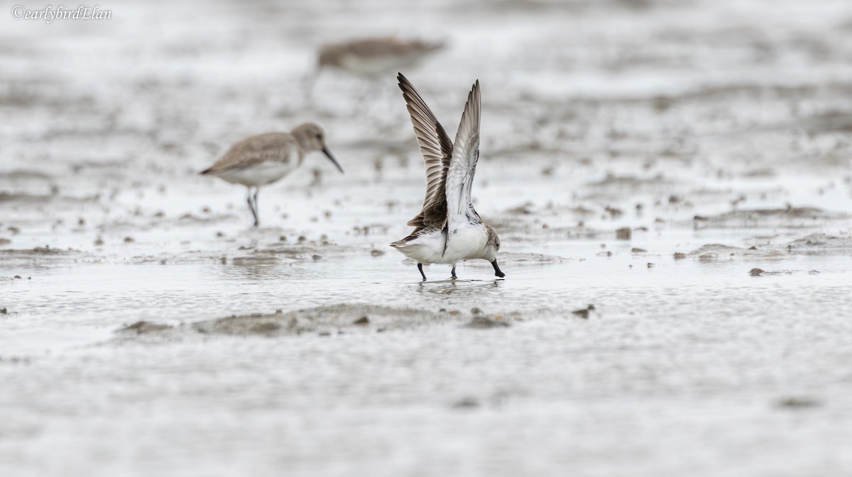 Spoon-billed Sandpiper - ML626745132