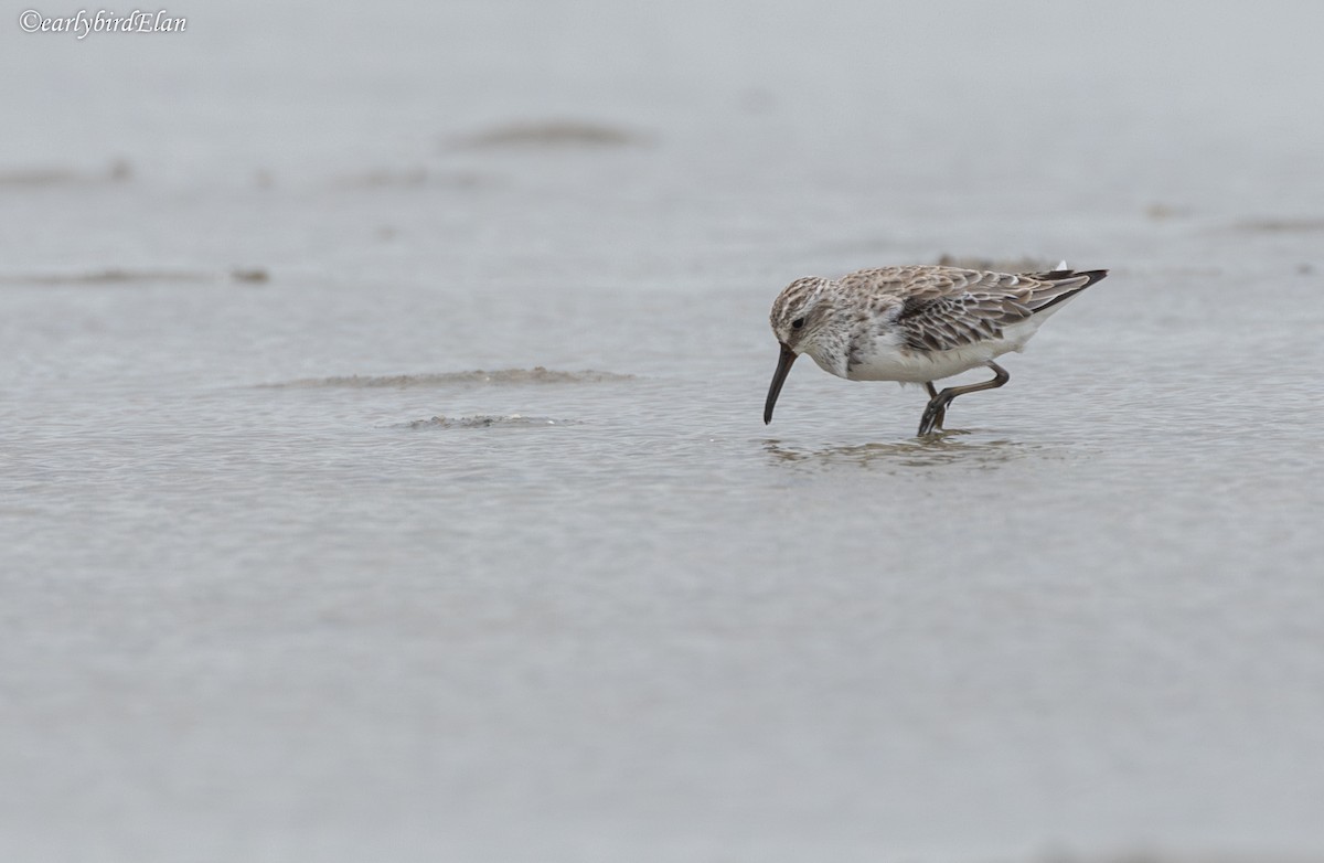 Broad-billed Sandpiper - ML626745145