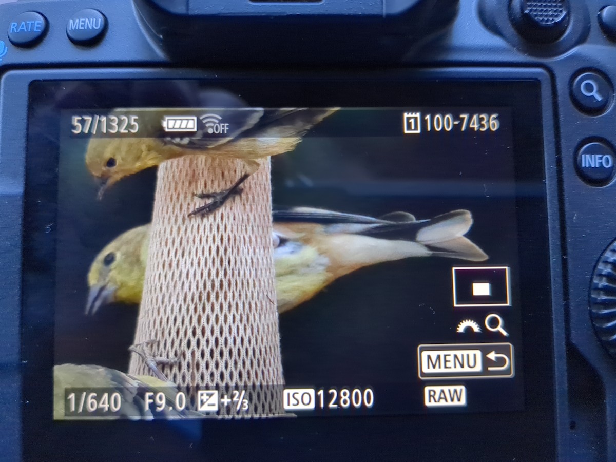 gulstillits - ML626745156