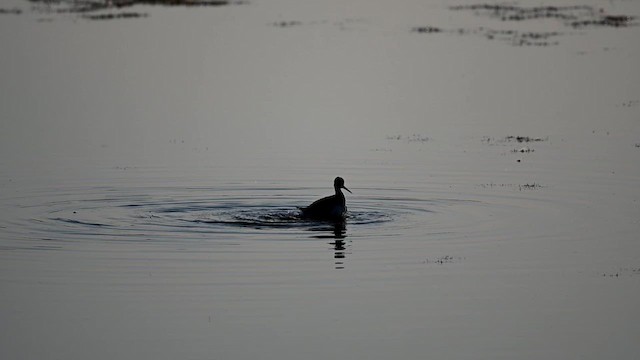 Greater Yellowlegs - ML626745228