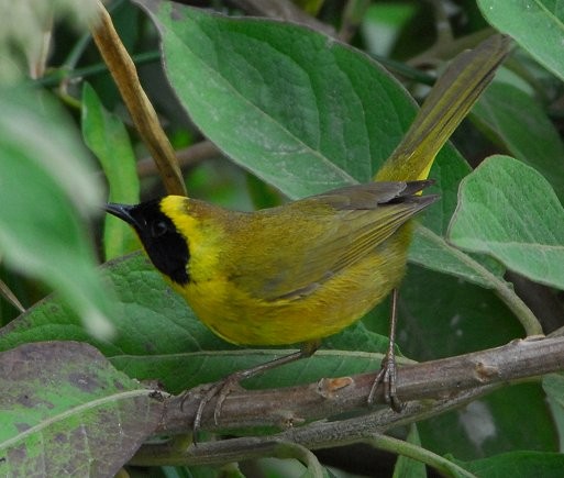 Belding's Yellowthroat - ML626745268