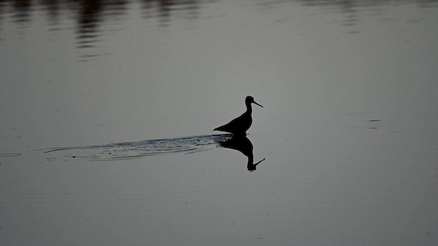 Greater Yellowlegs - ML626745280