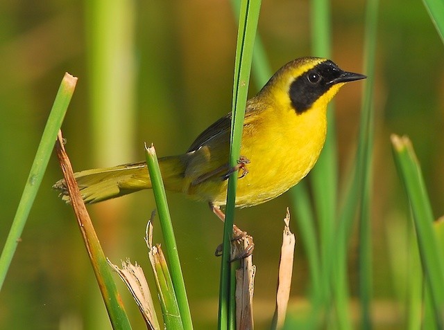 Belding's Yellowthroat - ML626745394