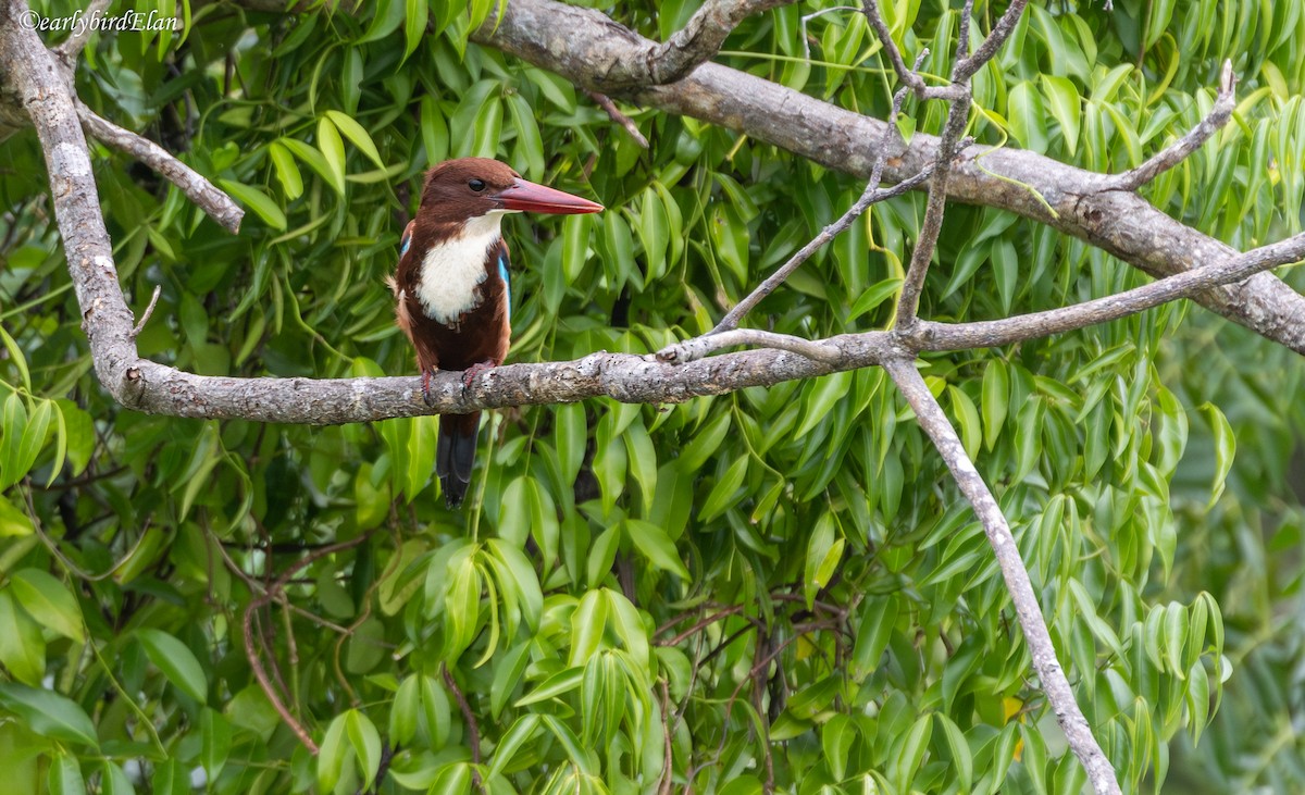 White-throated Kingfisher - ML626745487