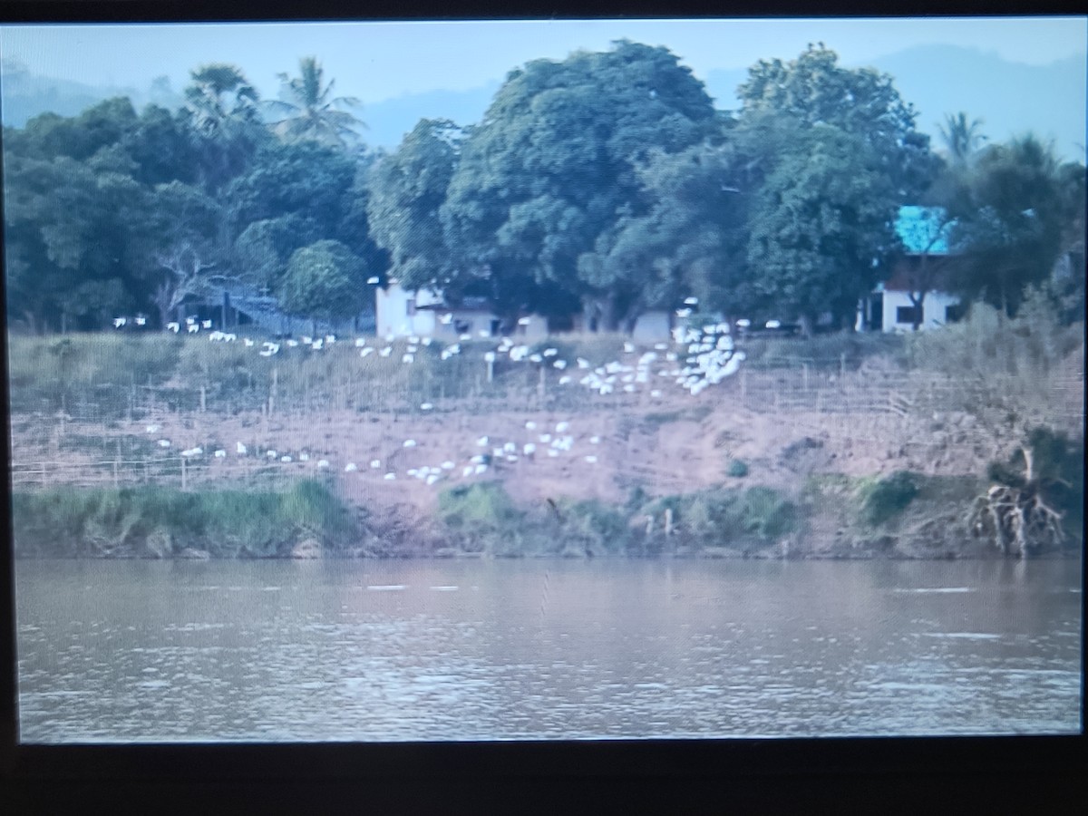 黃頭鷺 - ML626745504