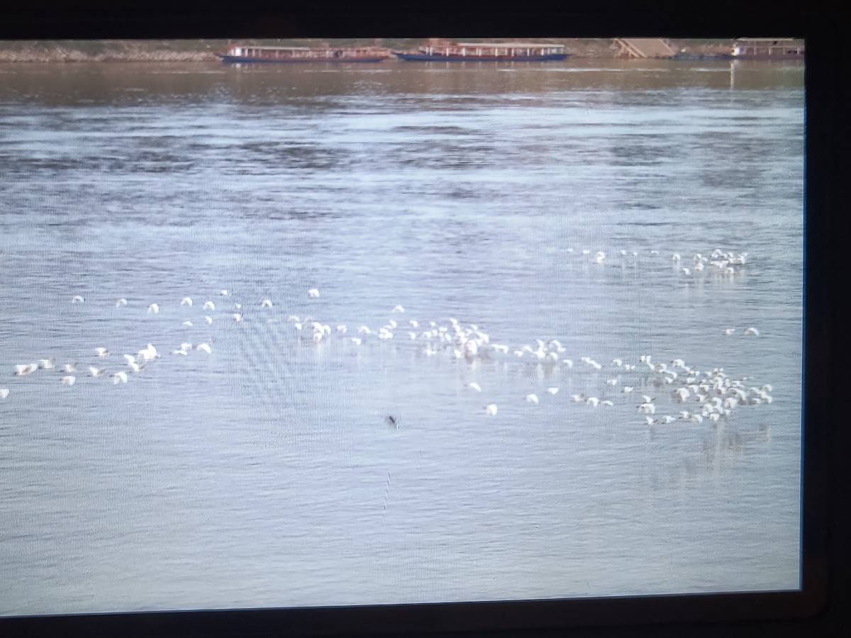 黃頭鷺 - ML626745505