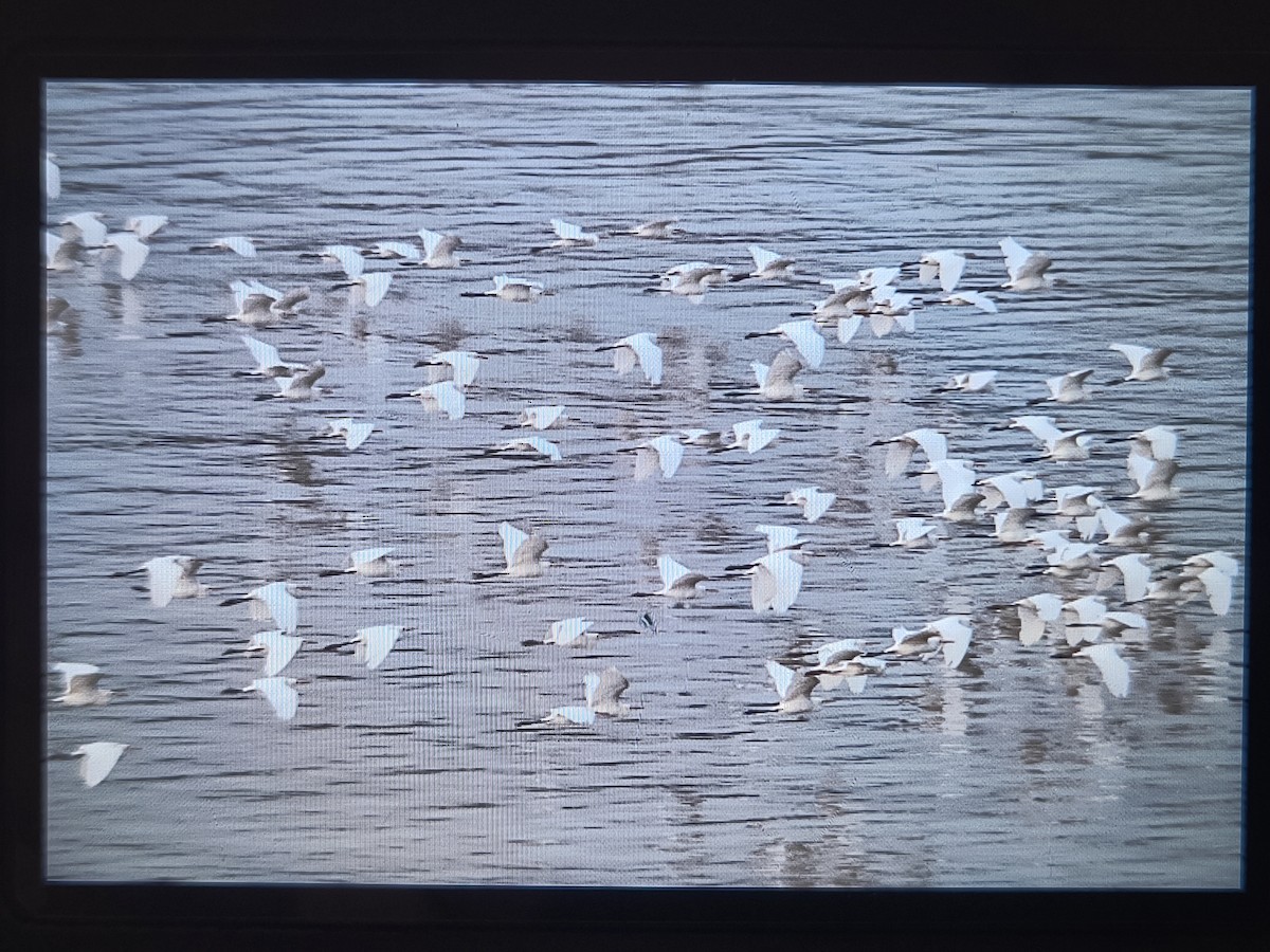 黃頭鷺 - ML626745506