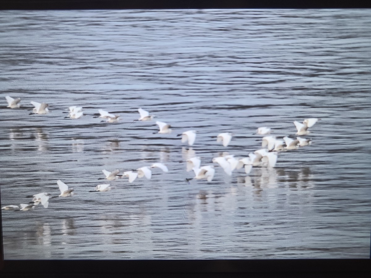 黃頭鷺 - ML626745507