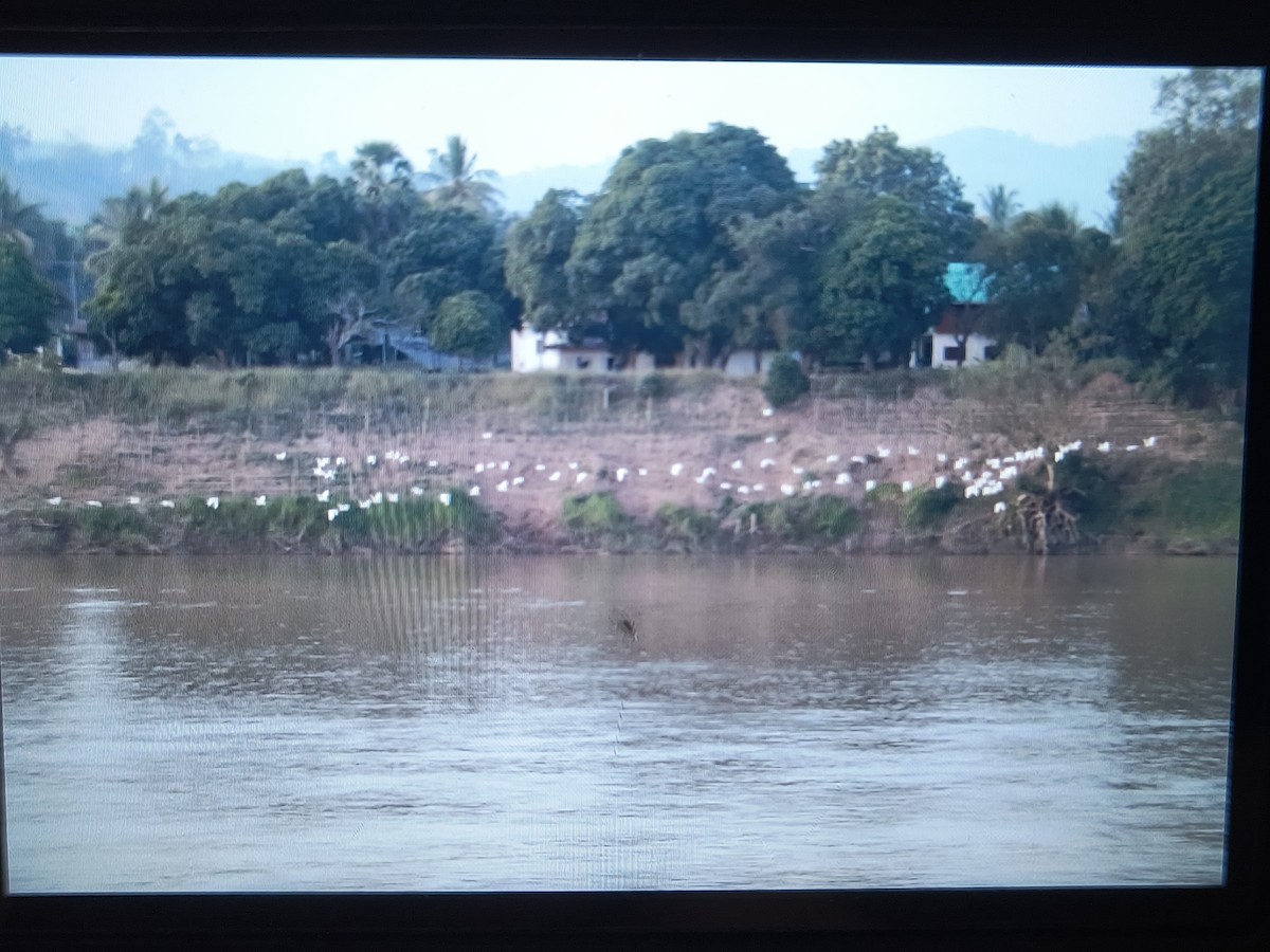 黃頭鷺 - ML626745508