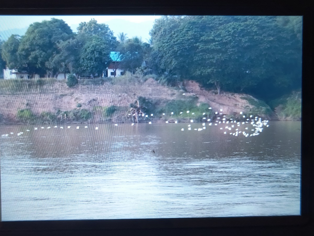 黃頭鷺 - ML626745509