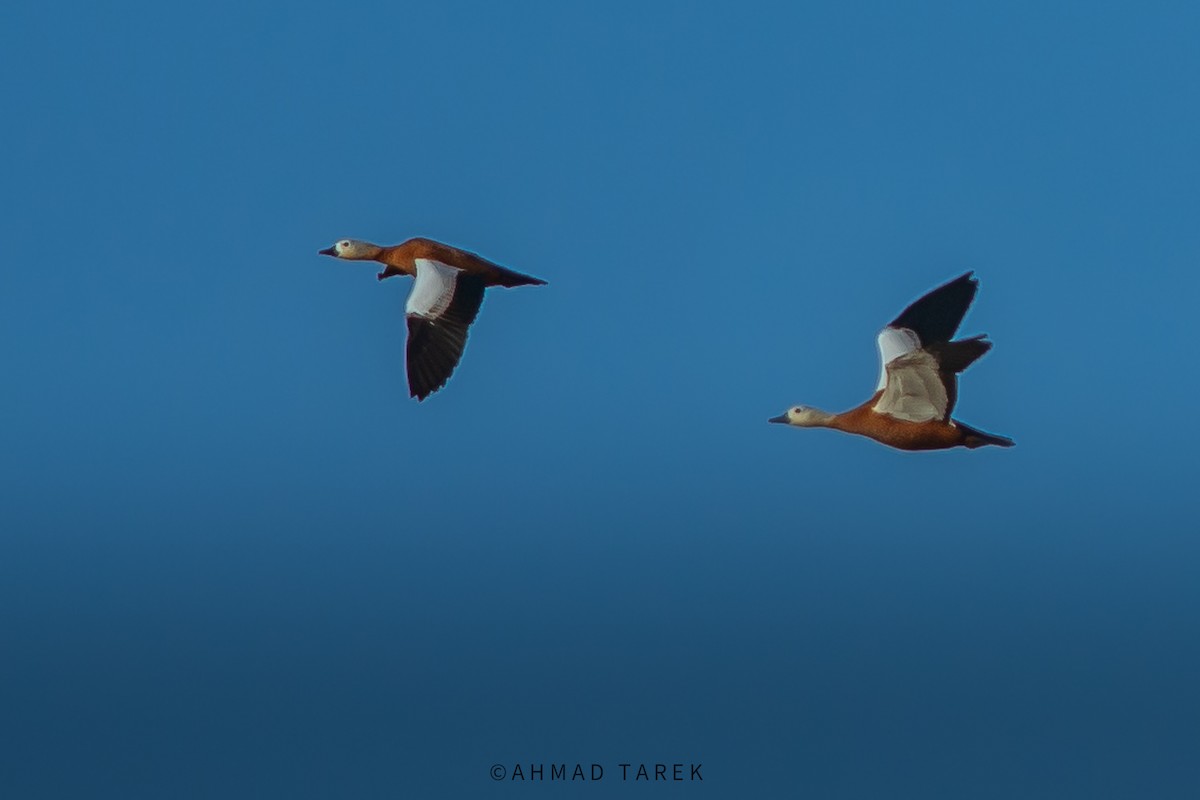 Casarca - ML626745552