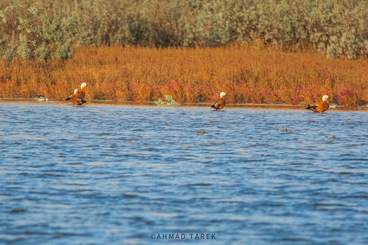 Casarca - ML626745570