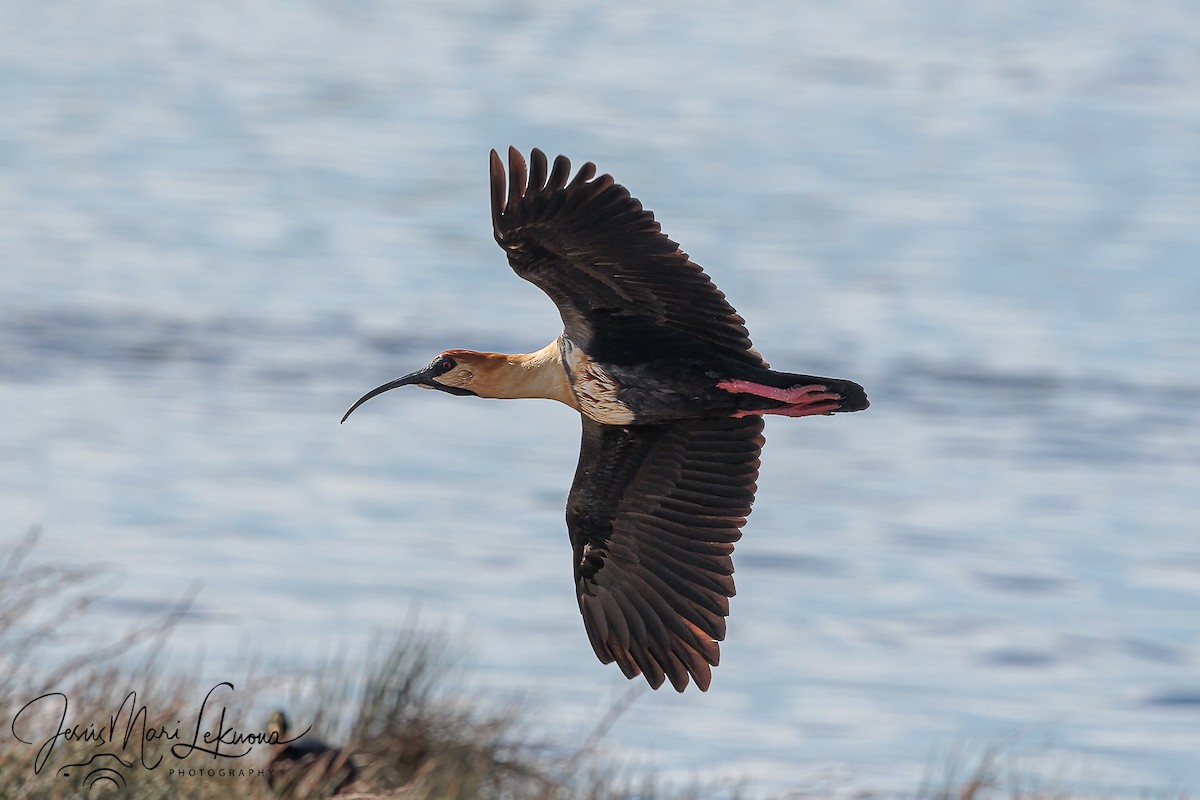 Black-faced Ibis - ML626745641