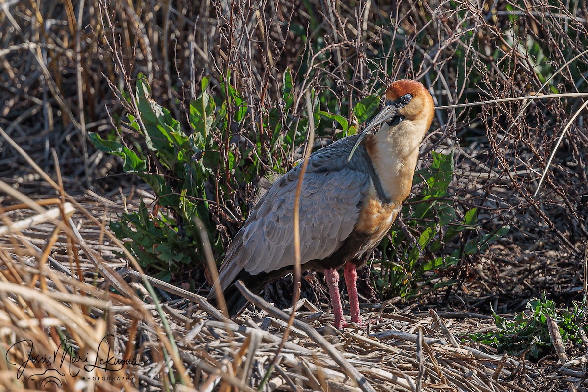 Black-faced Ibis - ML626745642