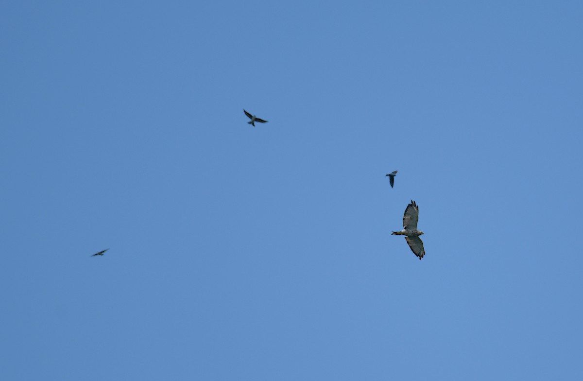 Broad-winged Hawk - ML626745682