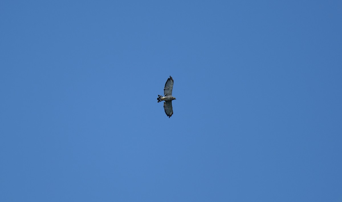 Broad-winged Hawk - ML626745683