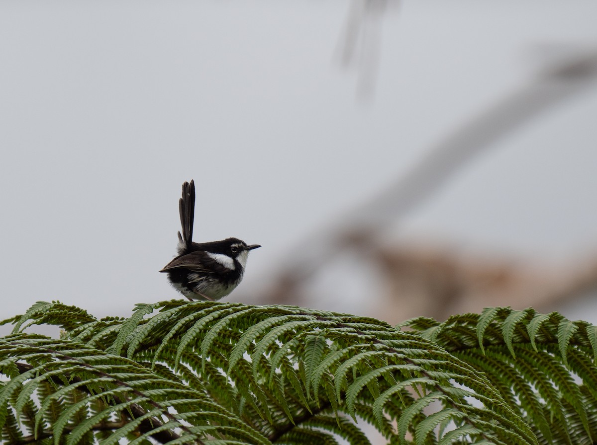 White-shouldered Fairywren - ML626745757