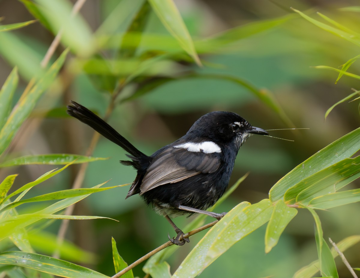 White-shouldered Fairywren - ML626745758