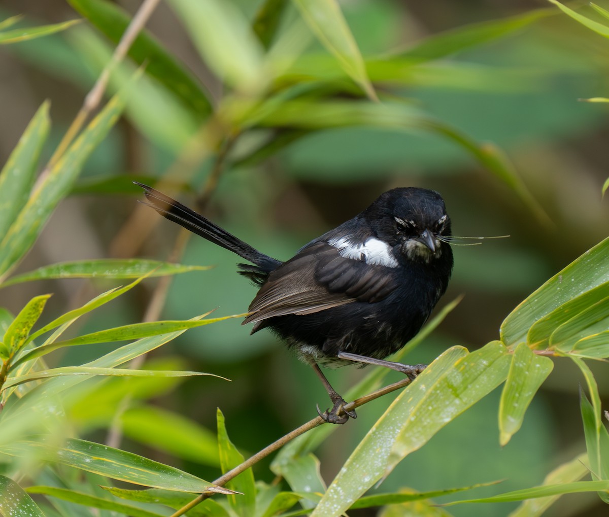 White-shouldered Fairywren - ML626745759
