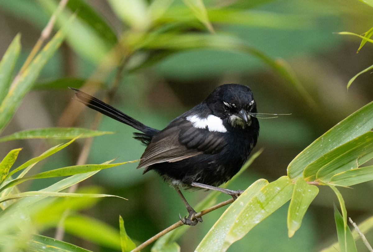 White-shouldered Fairywren - ML626745760