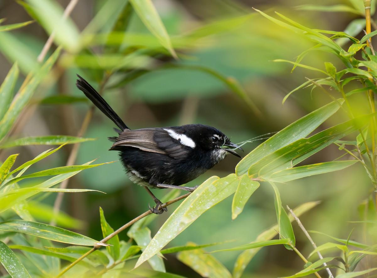 White-shouldered Fairywren - ML626745762