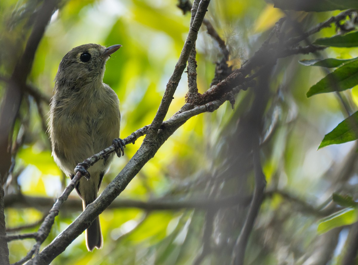 Hutton's Vireo - ML626745763