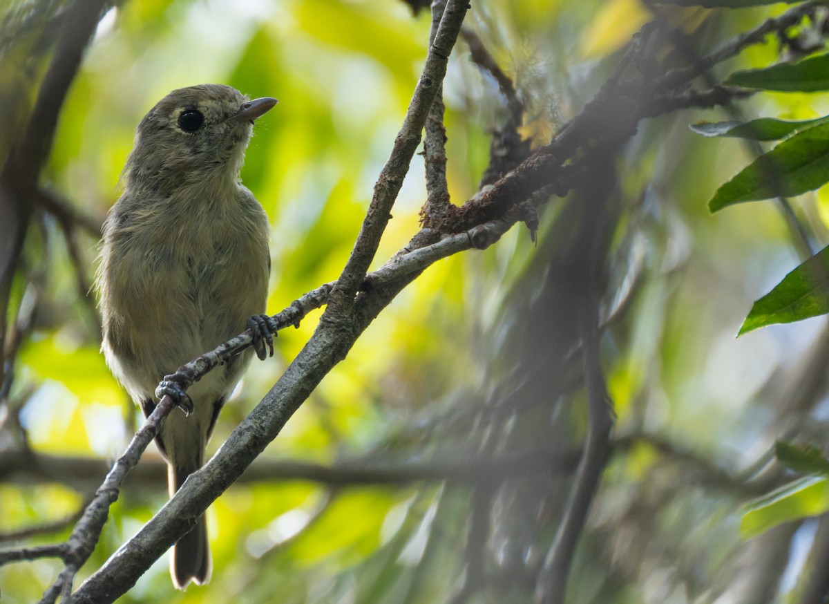 Hutton's Vireo - ML626745764