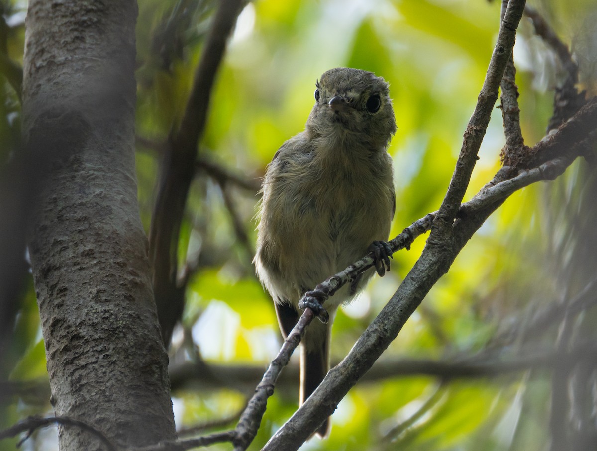 Hutton's Vireo - ML626745765