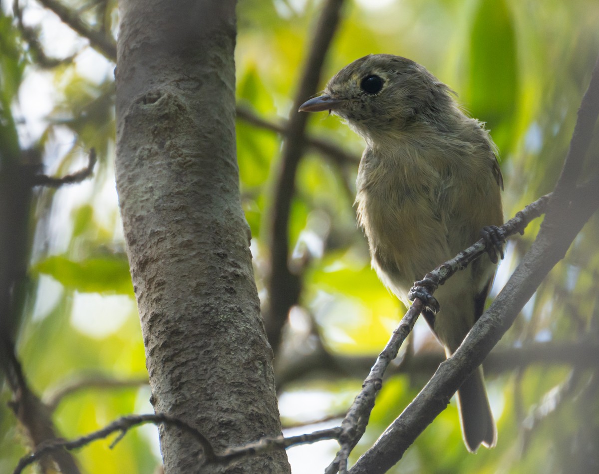 Hutton's Vireo - ML626745766